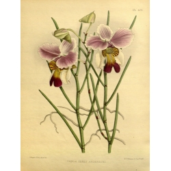 Vanda Teres Anderson Orchid