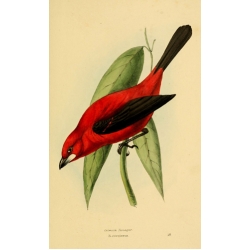 Vintage Bird Illustration 19