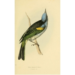 Vintage Bird Illustration 24 