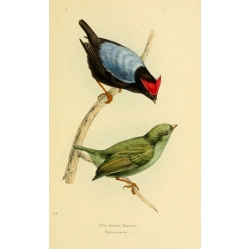 Vintage Bird Illustration 25 