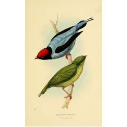 Vintage Bird Illustration 26 
