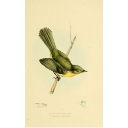 Vintage Bird Illustration 27 