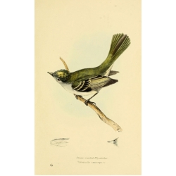 Vintage Bird Illustration 28 