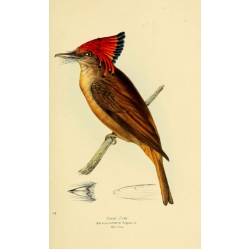 Vintage Bird Illustration 30 