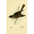 Vintage Bird Illustration 31 