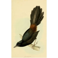 Vintage Bird Illustration 32 