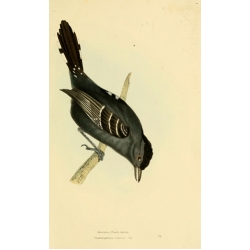 Vintage Bird Illustration 33