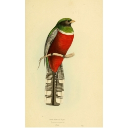 Vintage Bird Illustration 34
