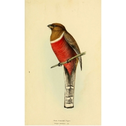 Vintage Bird Illustration 35