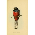 Vintage Bird Illustration 36 