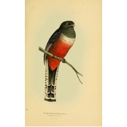 Vintage Bird Illustration 37