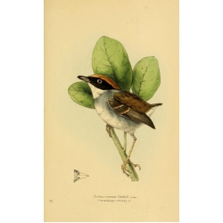 Vintage Bird Illustration 39