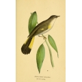 Vintage Bird Illustration 40