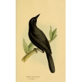 Vintage Bird Illustration 41