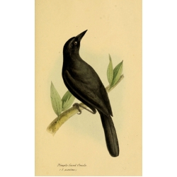 Vintage Bird Illustration 41