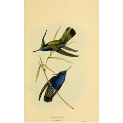 Vintage Bird Illustration 42