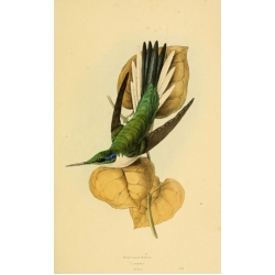 Vintage Bird Illustration 43