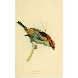 Vintage Bird Illustration 44
