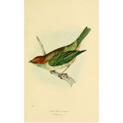Vintage Bird Illustration 45
