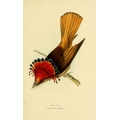 Vintage Bird Illustration 47