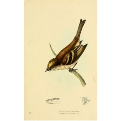 Vintage Bird Illustration 48
