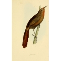 Vintage Bird Illustration 49