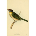 Vintage Bird Illustration 50
