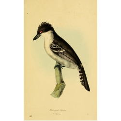 Vintage Bird Illustration 51