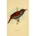 Vintage Bird Illustration 52