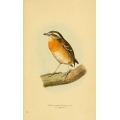 Vintage Bird Illustration 53