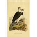 Vintage Bird Illustration 54 