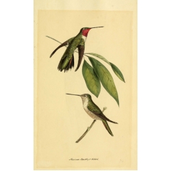 Vintage Bird Illustration 55