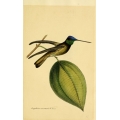 Vintage Bird Illustration 57