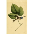 Vintage Bird Illustration 58